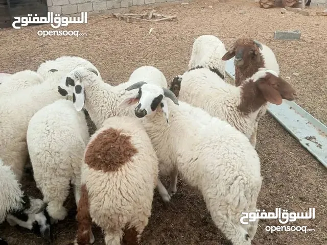 خرفان للبيع جمله