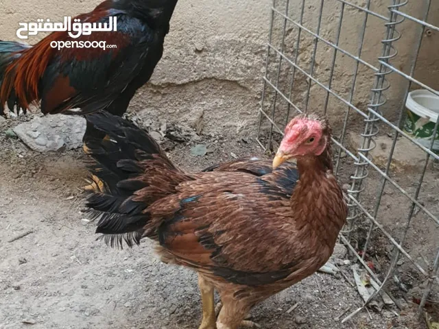 دجاجة و ديج هنديات قويات