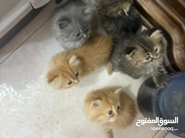 قطط صغيرة العمر شهر ونصف