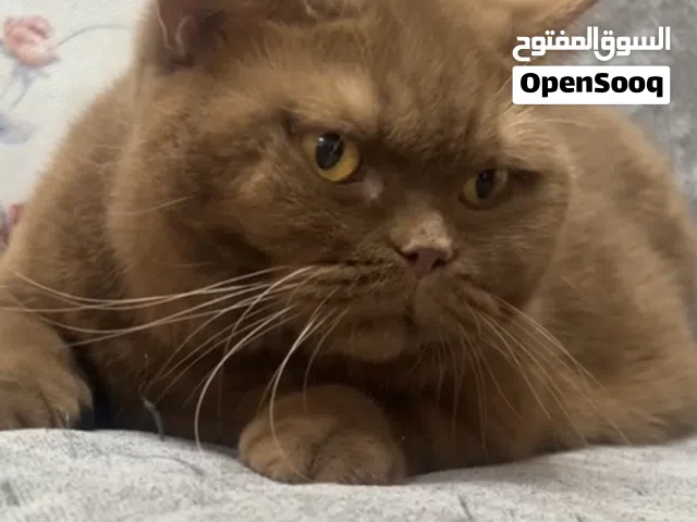سكوتش ستريت وسكوتش فولد