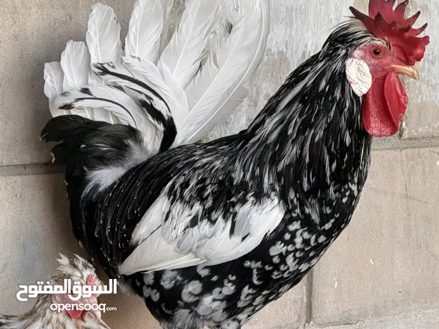 للبيع دجاج عربي قديم ومميز