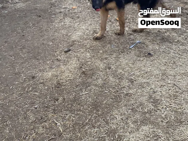 للبيع جيرمن شيبرد