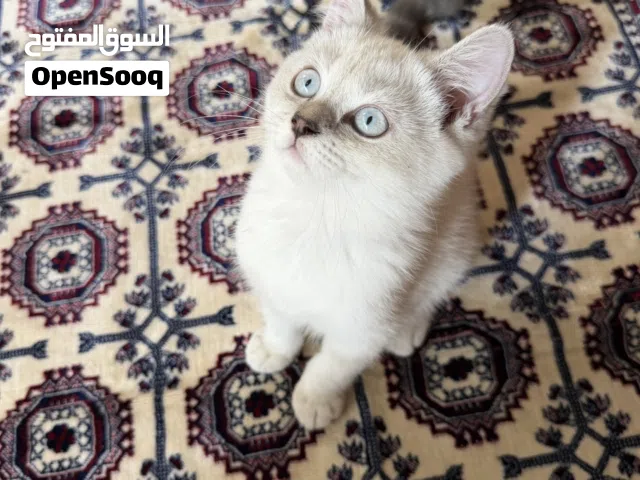 للبيع سكوتش ستريت