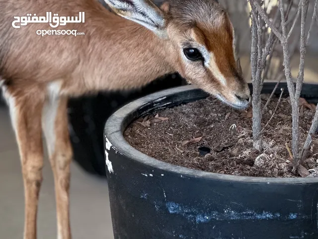 عزال ديماني العمر 4اشهر