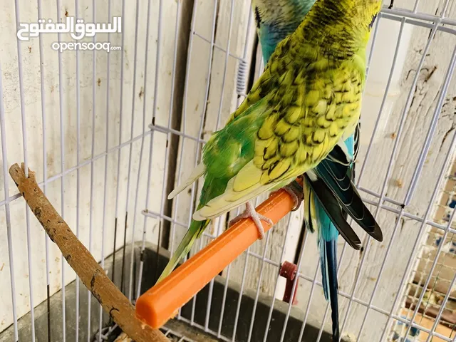 كوبيا بقلينو ذكر رينبو والانتي بلاك