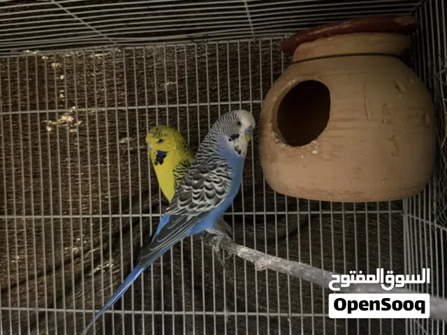 Hi good morning I am sailing