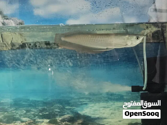 Arowana and fish tank