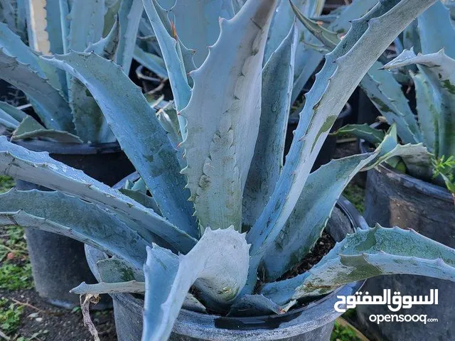 توجد لدينا شتول للبيع