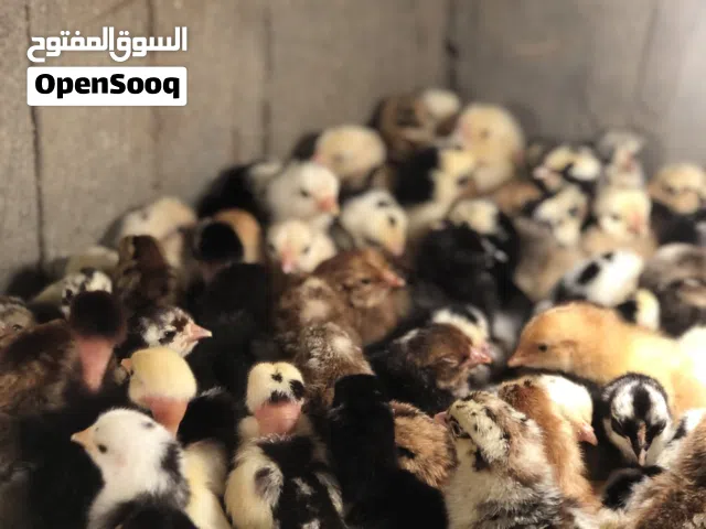 كتكوت للبيع