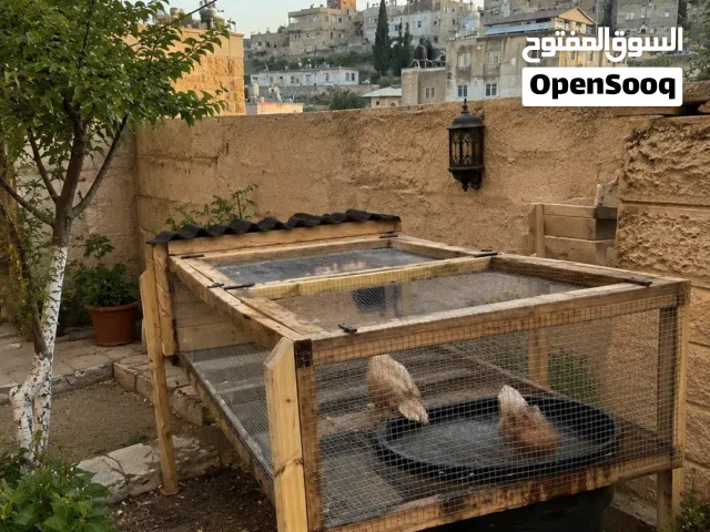 قفص طيور مخصص للبط