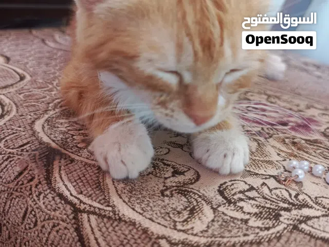 قطه برتقالي صغيرة