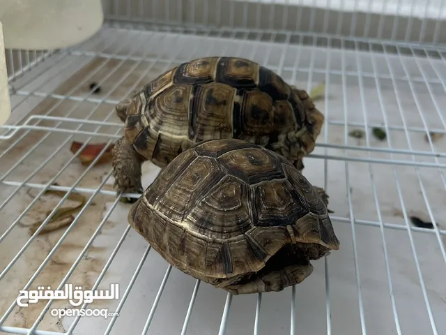 Greek tortoises
