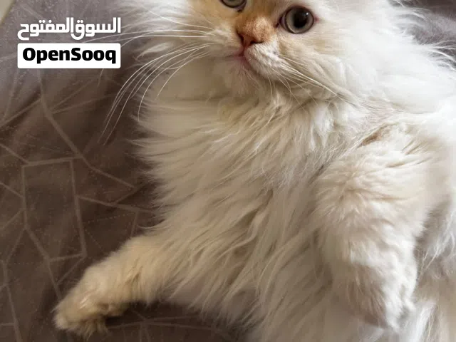 للبيع قطط ..