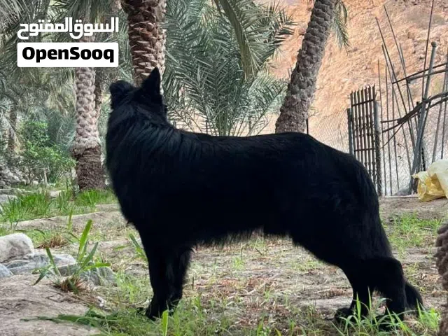 ذكر جيرمن بلاك وارك لاين لونج هير