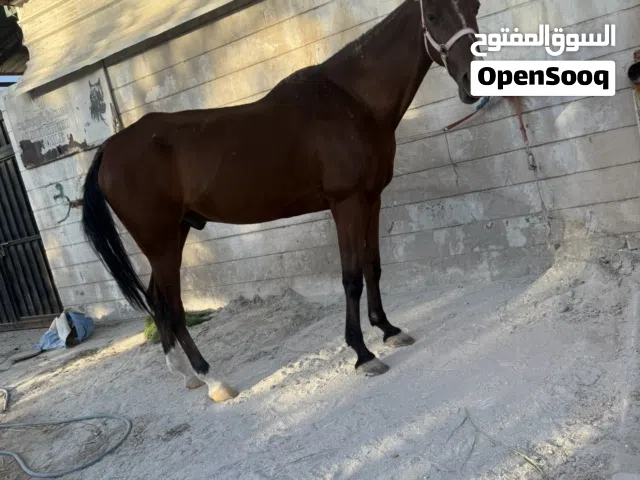 مجموعة فحول وفروس للبيع لحق قبل الفتح