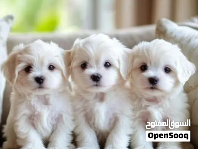 جروان Maltese