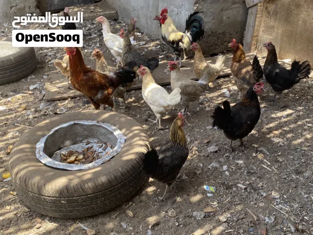 للبيع دجاج عماني