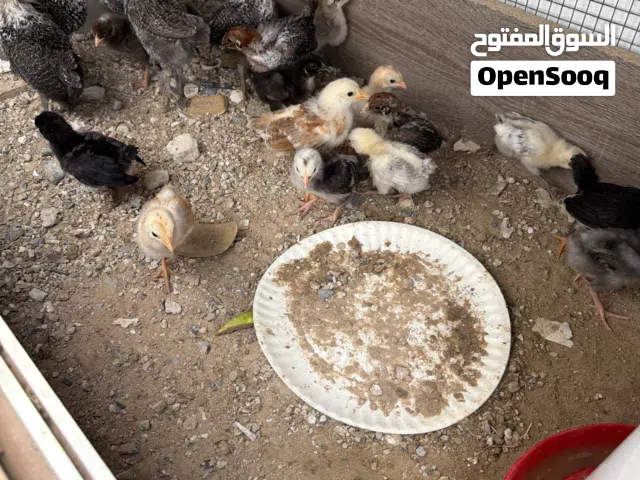 للبيع صوص  فيومي صوص بلدي العمر من شهر إلى شهرين
