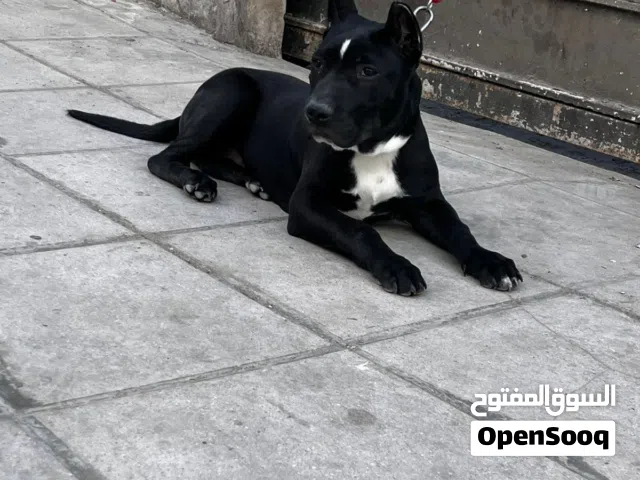بيتبول بلاك نوز ذكر