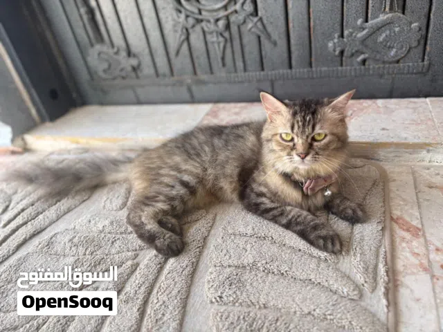 قط شيرازي اليف