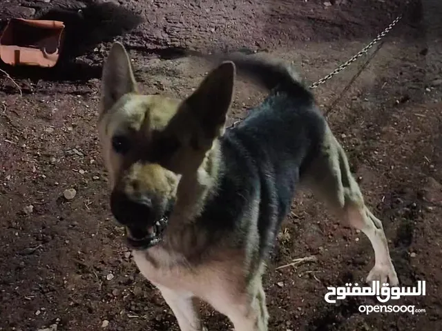 كلب جيرمن شرس حراسه ضخم يوجد فيديو للكلب