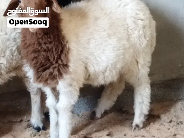 خروف ربي يبارك للبيع