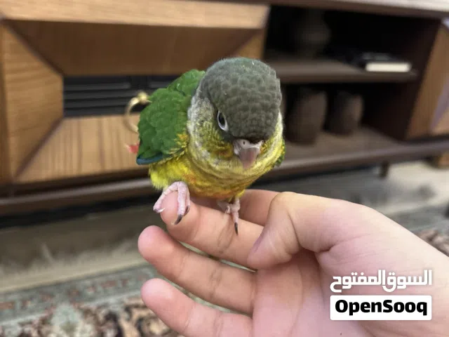 كنيور  بصحة جيدة واقريب الفطام