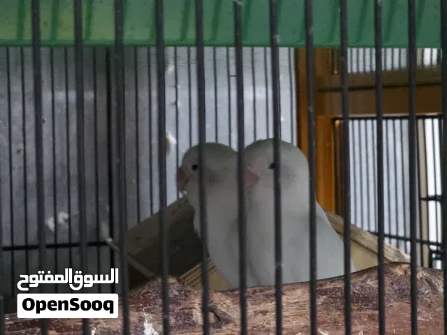 فيشار زوج منتج للبيع