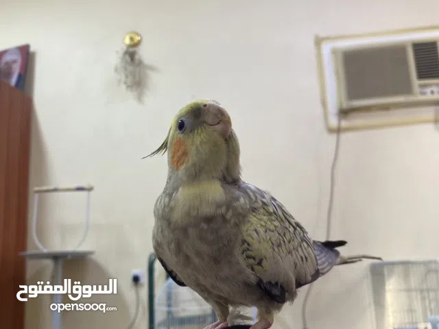 طير كوكتيل اليف عمه تقريبن 7 اشهر اتوقع انه ذكر