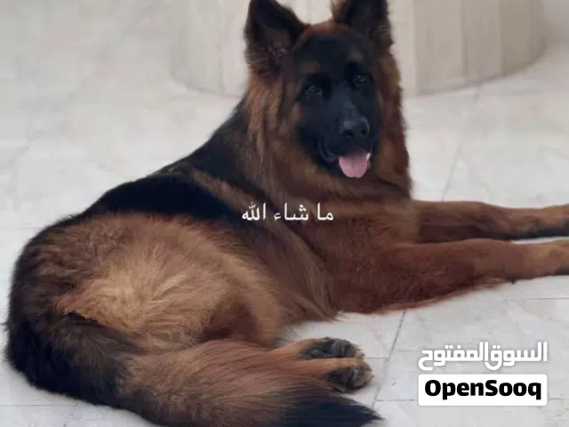 كلب جيرمن للبيع