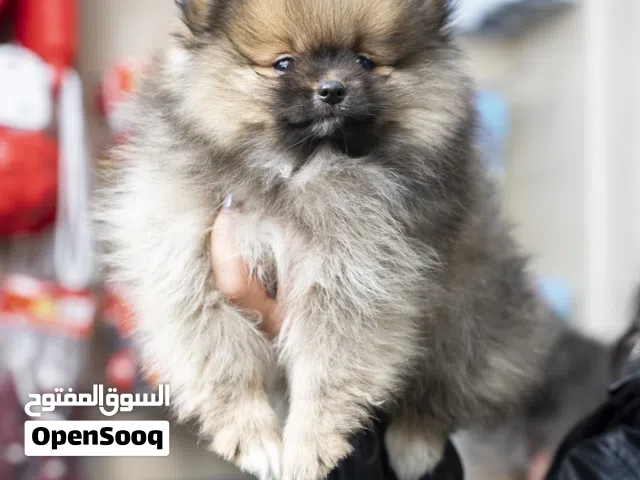 تيدي بير بوميرنيان