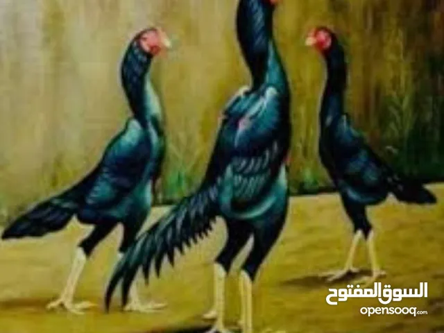 اقرا الستماره موقعي لوى.