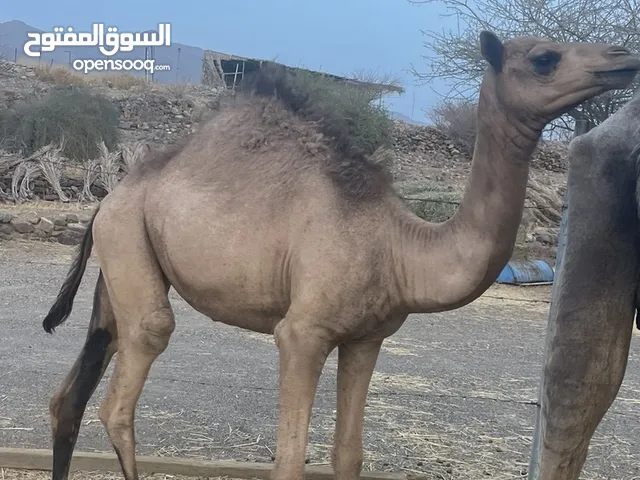 ناقه فاطر لبون وتحلب تحتها بكره