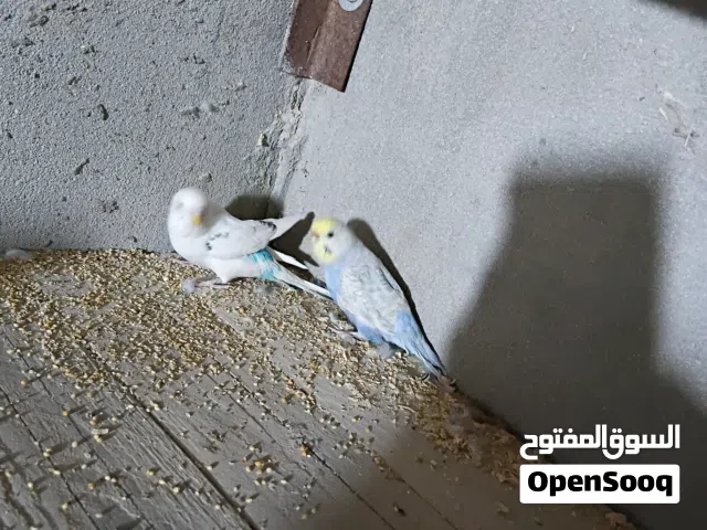 السلام عليكم ورحمه الله متوفر جوز ذكر باندا ابيض والانثى استراليه وذكر رينبو وذكر باندا