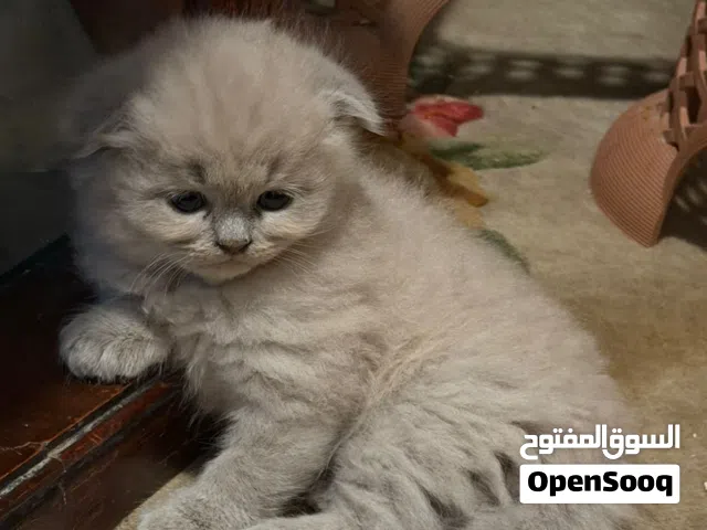 سكوتش فولد إناث