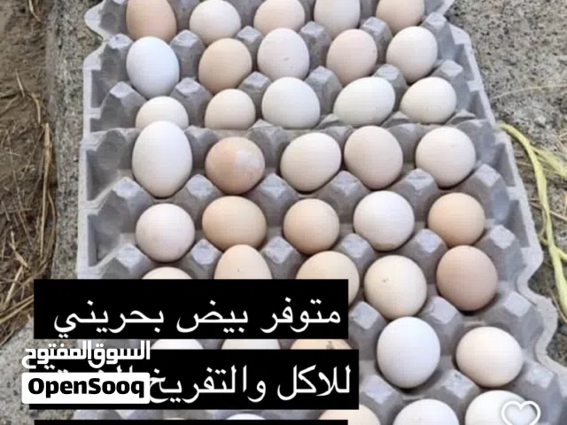 للبيع بيض بحريني للاكل والتفريخ