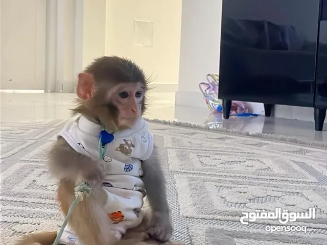 Male Macaque 3 months