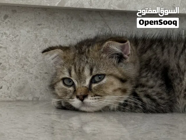 Male scotch cat for sale 50 rials and comes with cat supplies