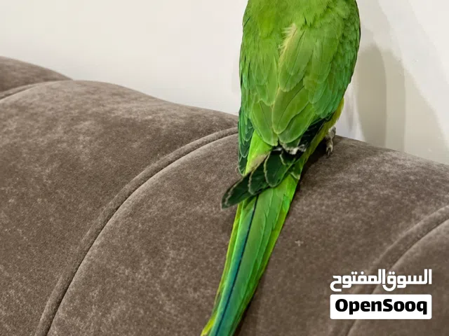 ببغاء ذره افريقيه العمر سنتين جاهزا
