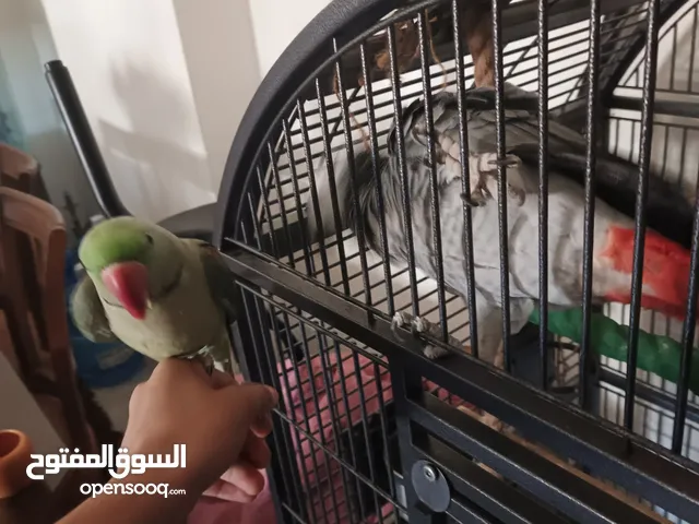 ببغاء كاسكو ودرة امريكي (كساندرا) للبيع أليفين جدا