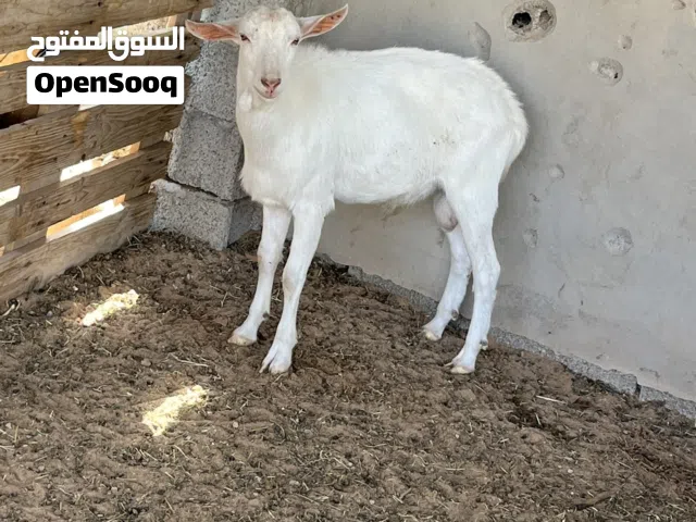 جدي سنين ربي يبارك