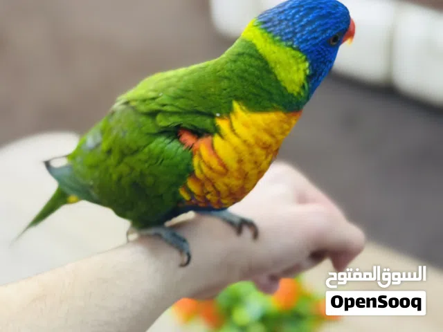 ببغاء لوري