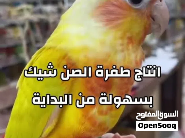 مطلوب واحد من هالكنيورات