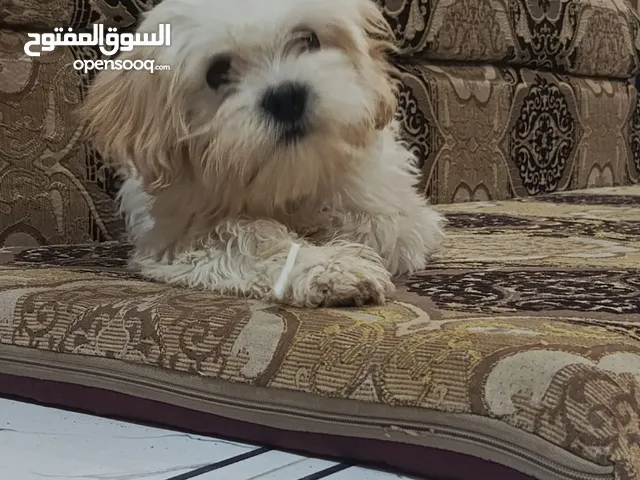 كلبه للبيع ربا نثيه عمره شهرين
