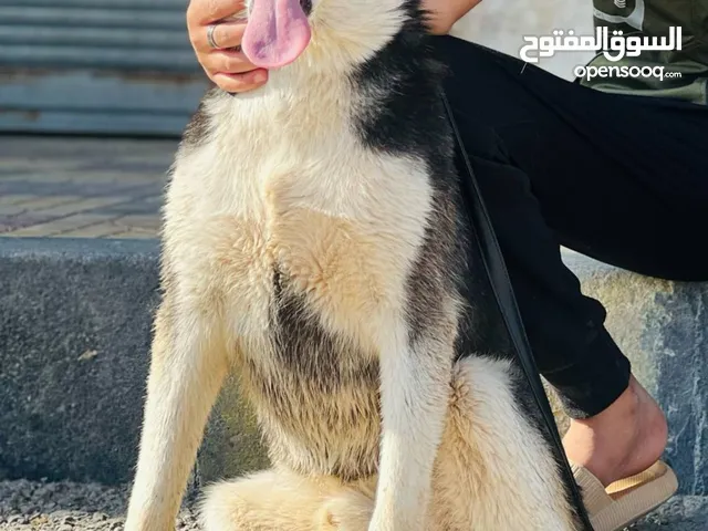 كلب هاسكي للتزاوج