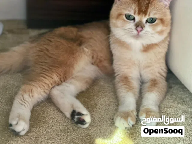 ذكر برتش جولدن NY 11  للتزاوج  For mating only