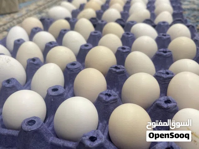 بيض عربي للبيع،الطبق