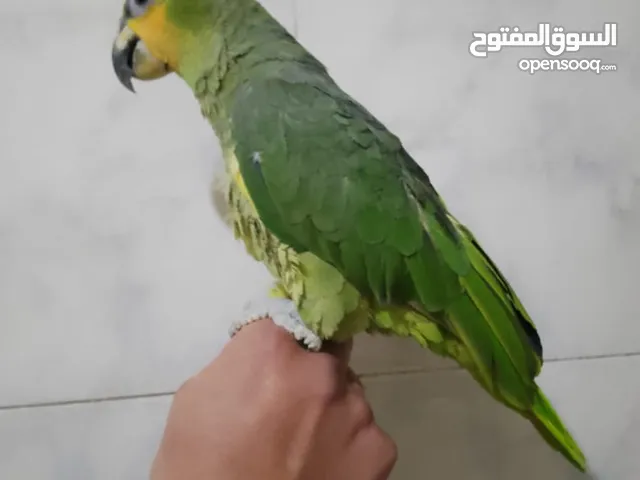 ببغاء امزوني حبه جانبو متكلم اليف ريش كامل.للبيع قابل البدل على طيور