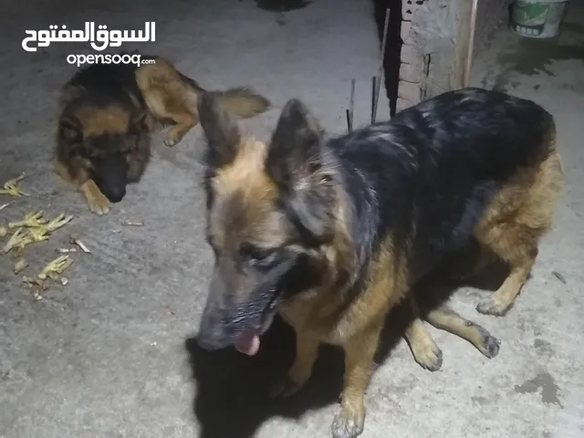 كلاب جيرمن لونج هير الماسك الغامق للبيع
