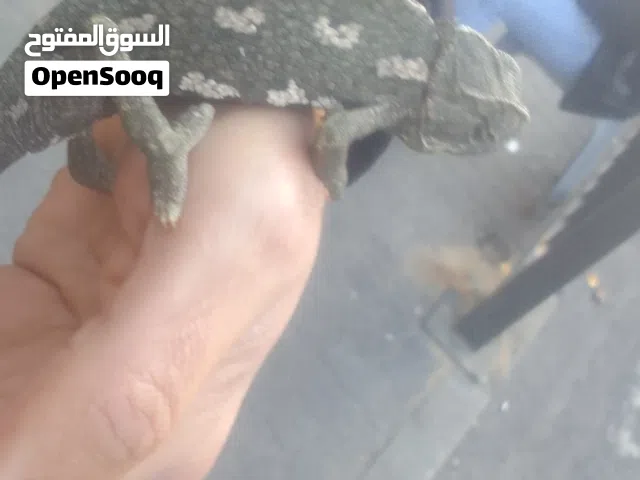 حيوان جميل ذو مواهب جميله